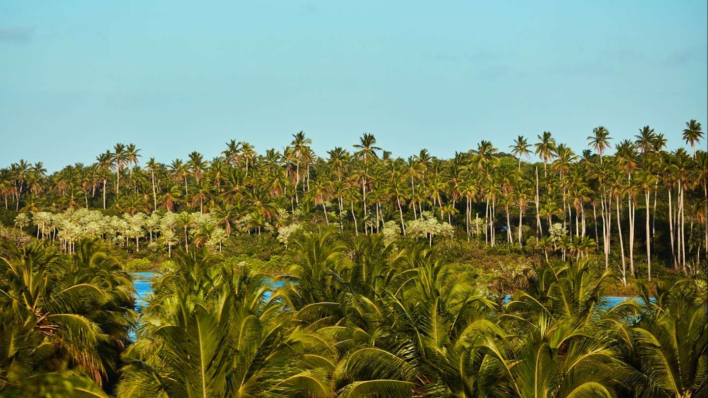 Terra Manglar